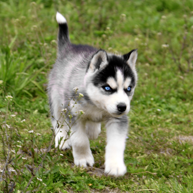 出售纯种哈士奇幼犬活体纯种哈士奇犬幼犬三把火双蓝眼雪橇犬宠物