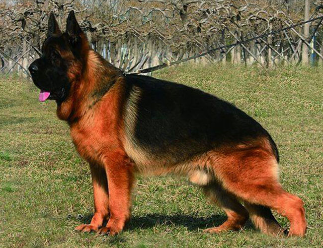 锤系超大头版德国牧羊犬 黑神瓦尔特等名犬血系