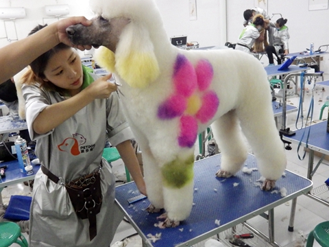 北京宠物美容培训学校的课程哪家更好些