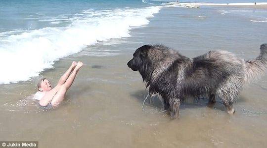 有爱！狗狗担心小主人被海浪卷走 咬住衣服将其拖回海滩