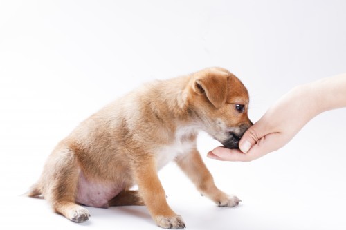 幼犬时期狗狗的免疫力很重要，WOWO羊初乳蛋白粉帮助狗狗健康成