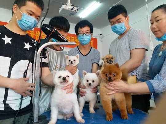 北京学习宠物美容课程有哪些内容