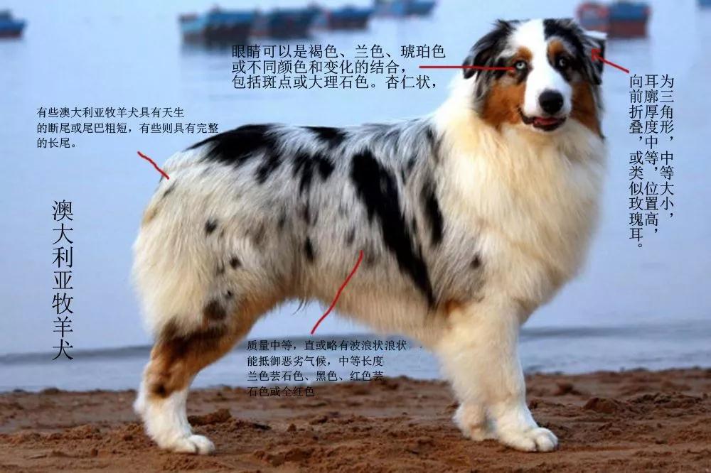 澳大利亚牧羊犬的形态特征 澳大利亚牧羊犬 淘狗网