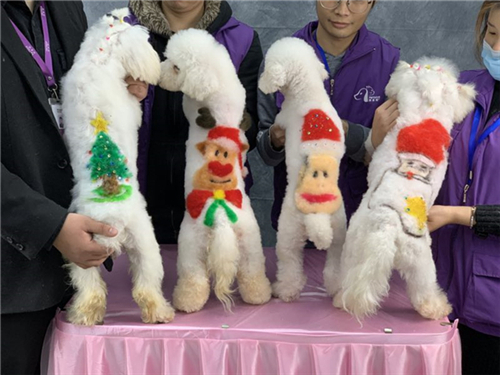 上海派多格宠物美容培训学校学费多少?