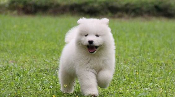 可爱的萨摩耶犬,“二哈”般的微笑天使！