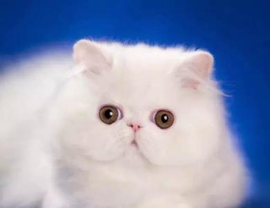 加菲猫眼睛睁不开是怎么回事?