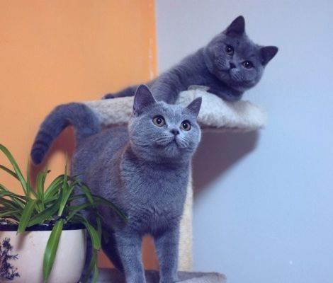 俄罗斯蓝猫驯养知识【图】