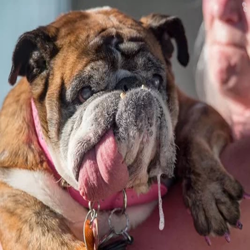 夺冠2周后“世界最丑的狗狗”在睡梦中去世了