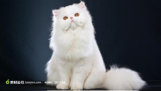 白色波斯猫的寿命有多长?