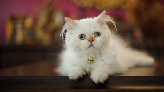 波斯猫的特征,高贵的漂亮猫猫