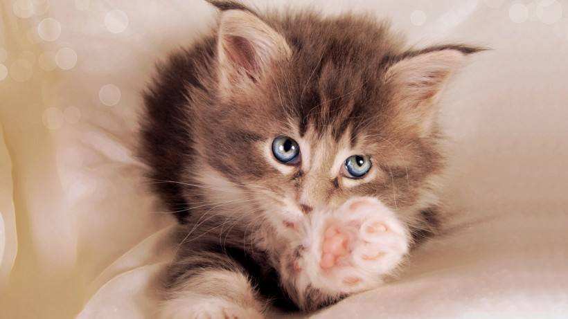 如何判断猫咪临产？猫咪临产前的六个特殊征兆！【图】