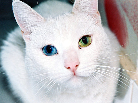 波斯猫的眼睛颜色为什么不一样？纯种波斯猫眼睛是什么颜色的？【图】