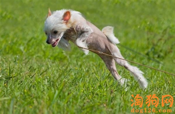 中国冠毛犬的运动量大吗？中国冠毛犬有多少年的寿命？【图】