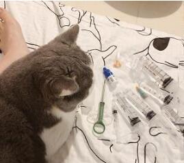 猫咪因生病必须每日吃药,女子本发愁如何喂药没想到猫咪很聪明!