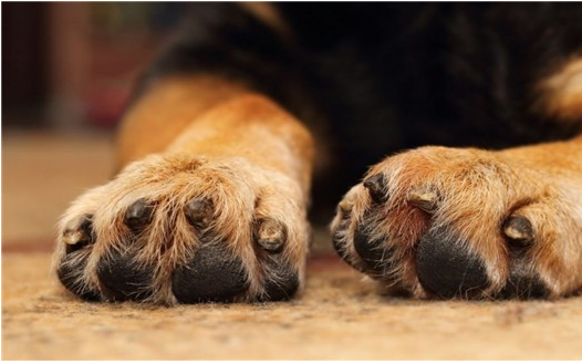 狗狗也可能会“手脚冰冷”的情况？