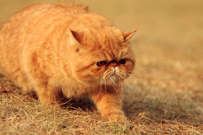 猫吃什么才能够养的肥肥的？