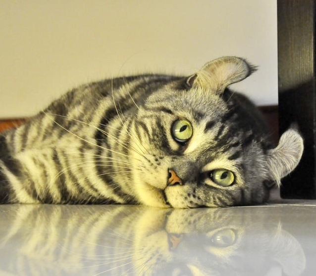 有天如果发现猫咪得了抑郁症，你怎样才能及时处理？