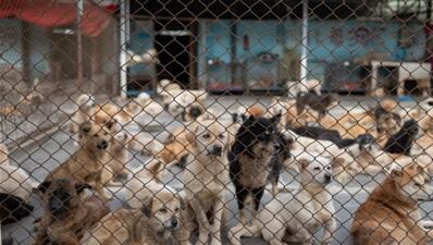2020年疫情下的成都市小动物中心: 有20只被遗弃宠物获救助!