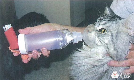 猫猫有哮喘的如何护理？