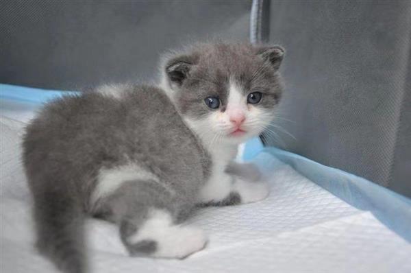中國第一只自主培育克隆貓誕生：名字叫“大蒜”