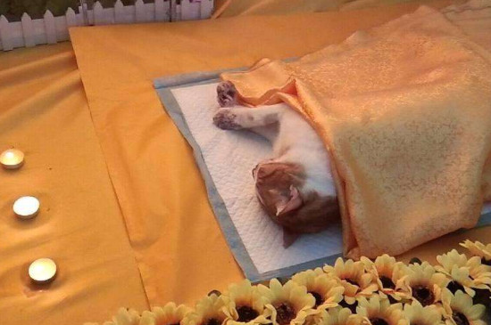 日本宠物殡葬业大发展，宠物离世有葬礼服务还有悼念咖啡馆
