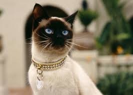 暹罗猫为什么被称作为猫中狗,暹罗猫吐黄水还夹杂着猫毛