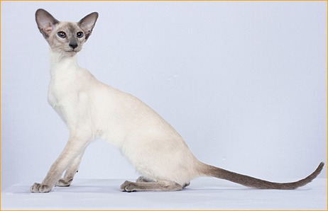 暹罗猫为什么被称作为猫中狗