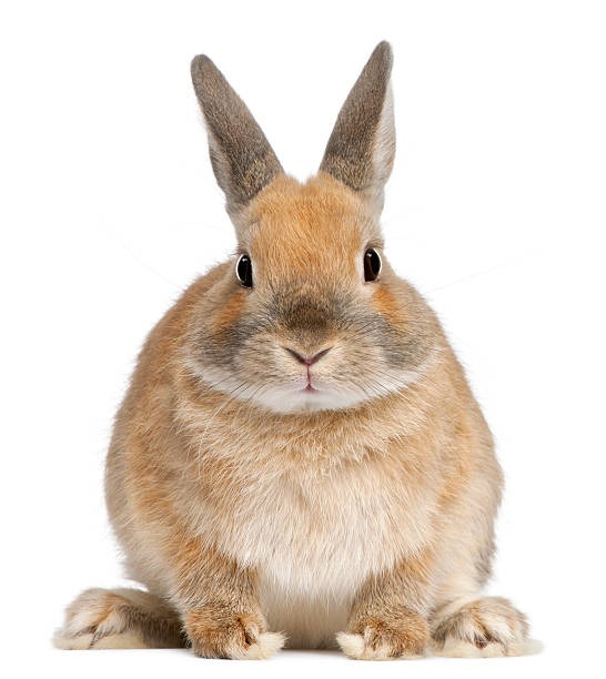 垂耳兔健康指南 垂耳兔感冒怎么办
