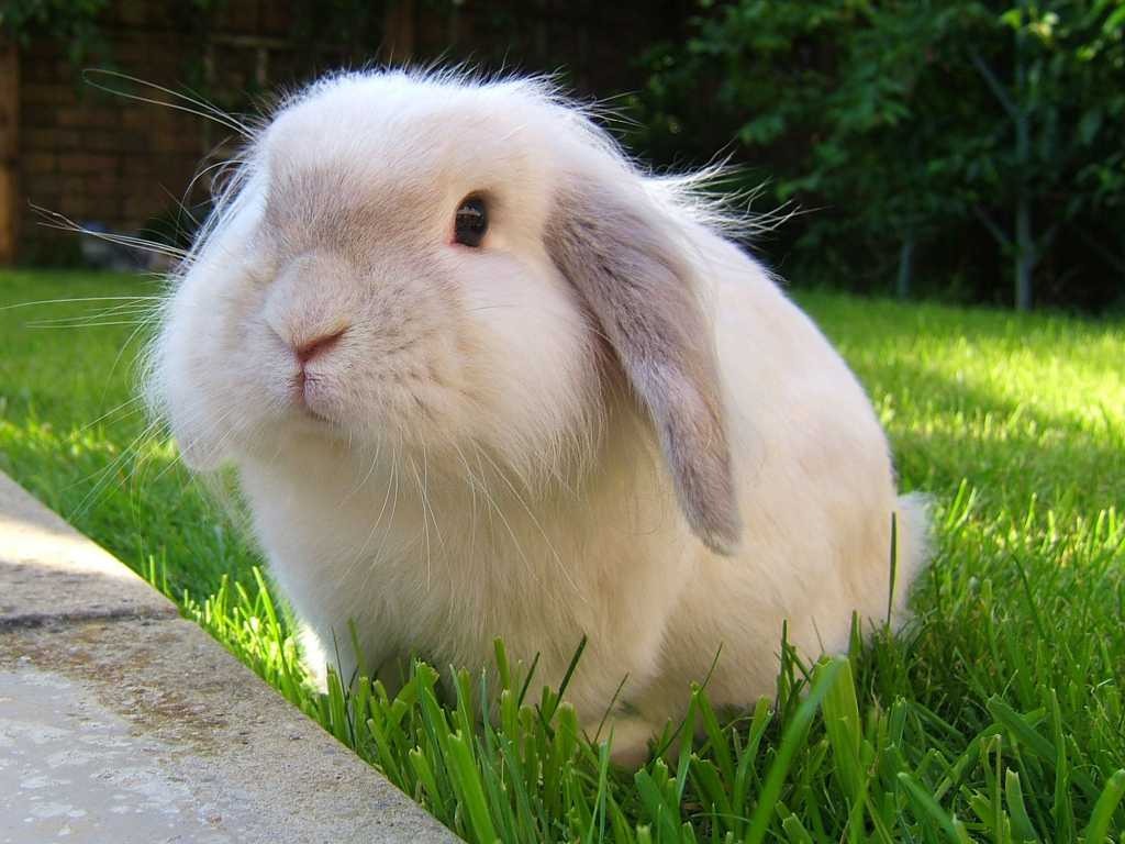垂耳兔的饲养方法是什么