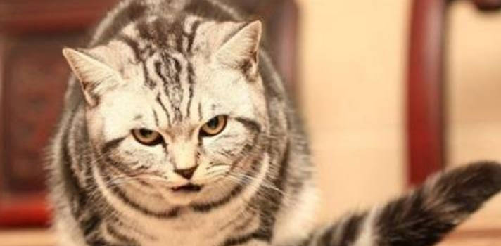 猫咪尿尿频繁每次只尿一滴可能是什么原因？
