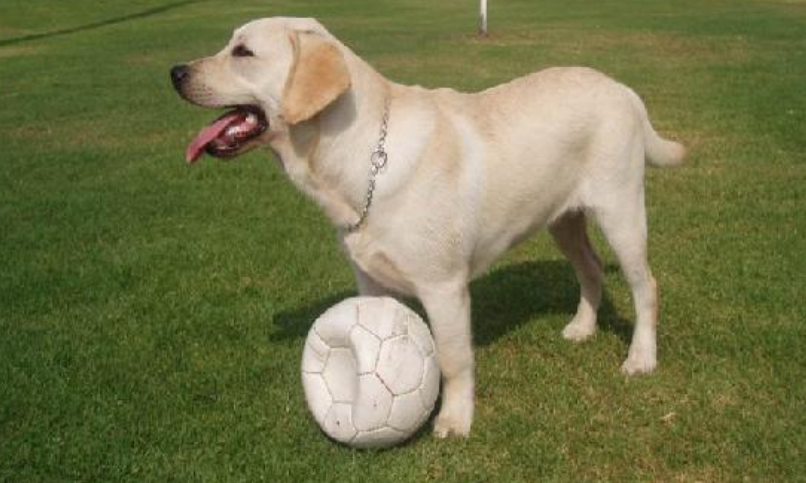 拉布拉多导盲犬训练 拉布拉多导盲犬的一生