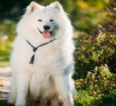 萨摩耶狗狗最容易患上的几种疾病是什么