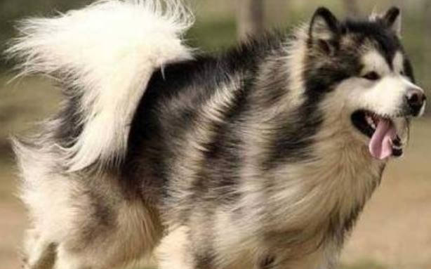阿拉斯加雪橇犬得细小的原因以及治疗方法