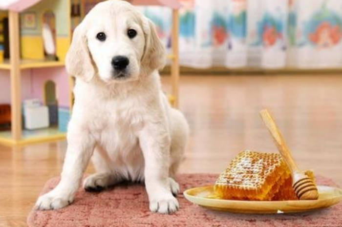 狗狗能吃生蜂蜜吗？宠物狗吃蜂蜜的好处？