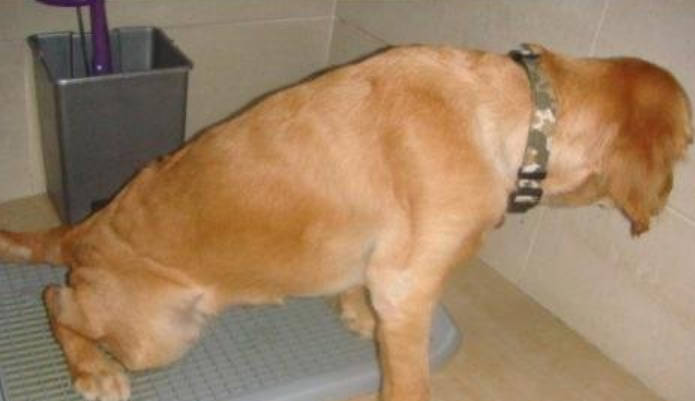 狗厕所放在什么位置好?