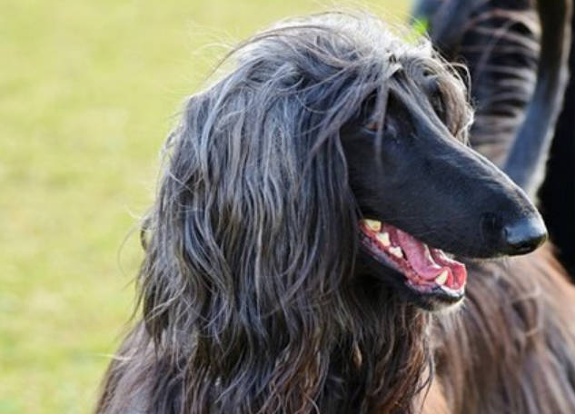 毛最长的狗是什么狗？