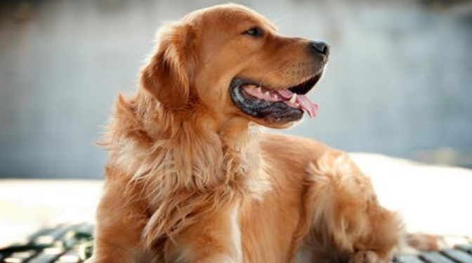 金毛犬几种常见皮肤病的症状，治疗方法和药物推荐