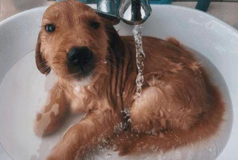 幼犬没打针不能洗澡吗？