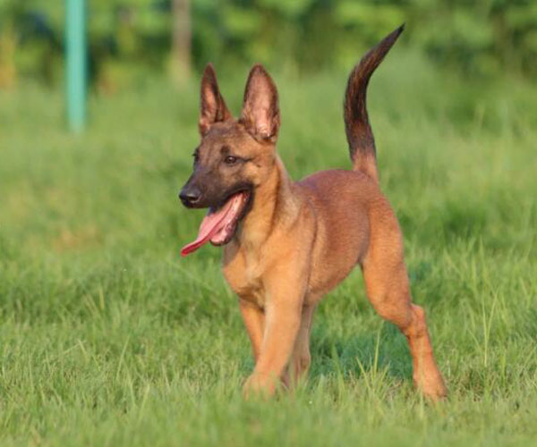 正規犬基地常年繁殖比利時馬犬健康有保障簽協議質保
