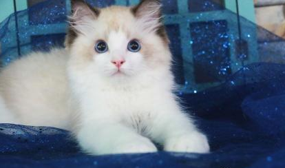 杭州布偶貓多少錢布偶貓好養嗎布偶貓圖片布偶貓貴嗎