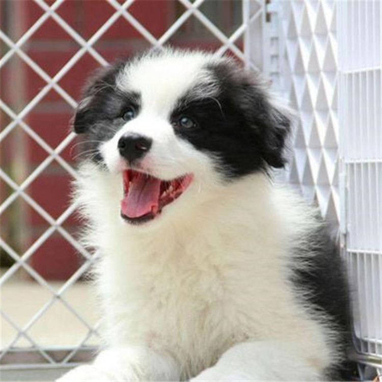 莱州红价格,莱州红犬一只幼犬多少钱销售
