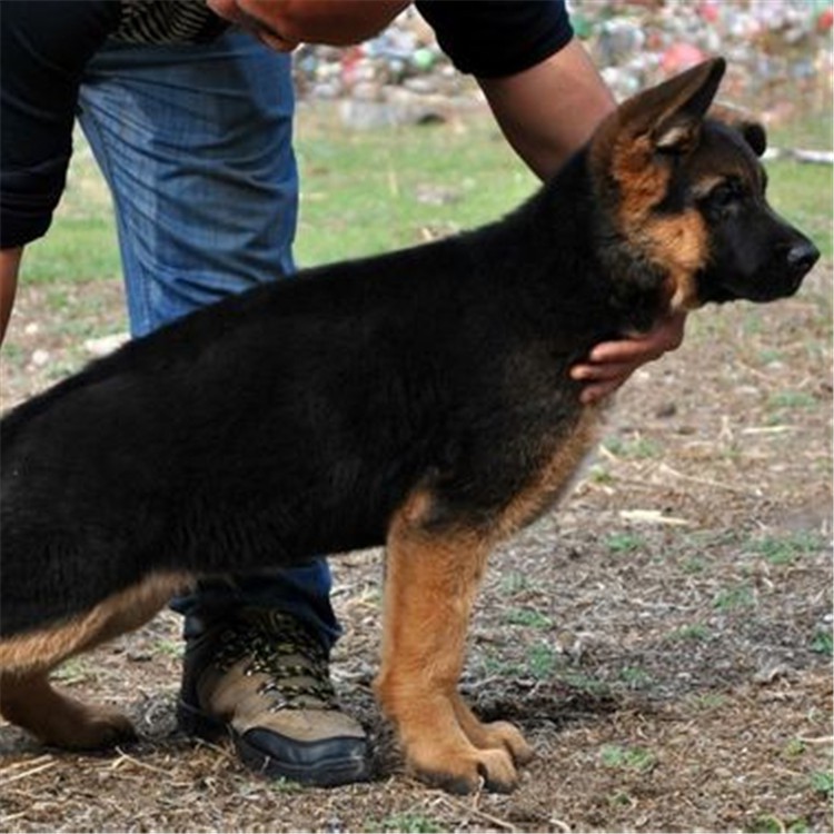 一只德国牧羊犬幼犬价格