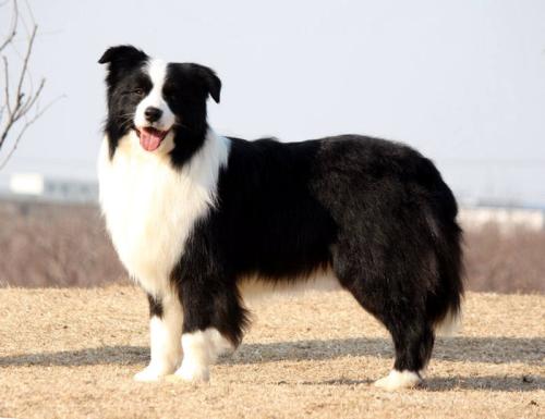 北京市 宠物狗 北京市边境牧羊犬 强烈推荐 纯种边境牧羊犬价格 包