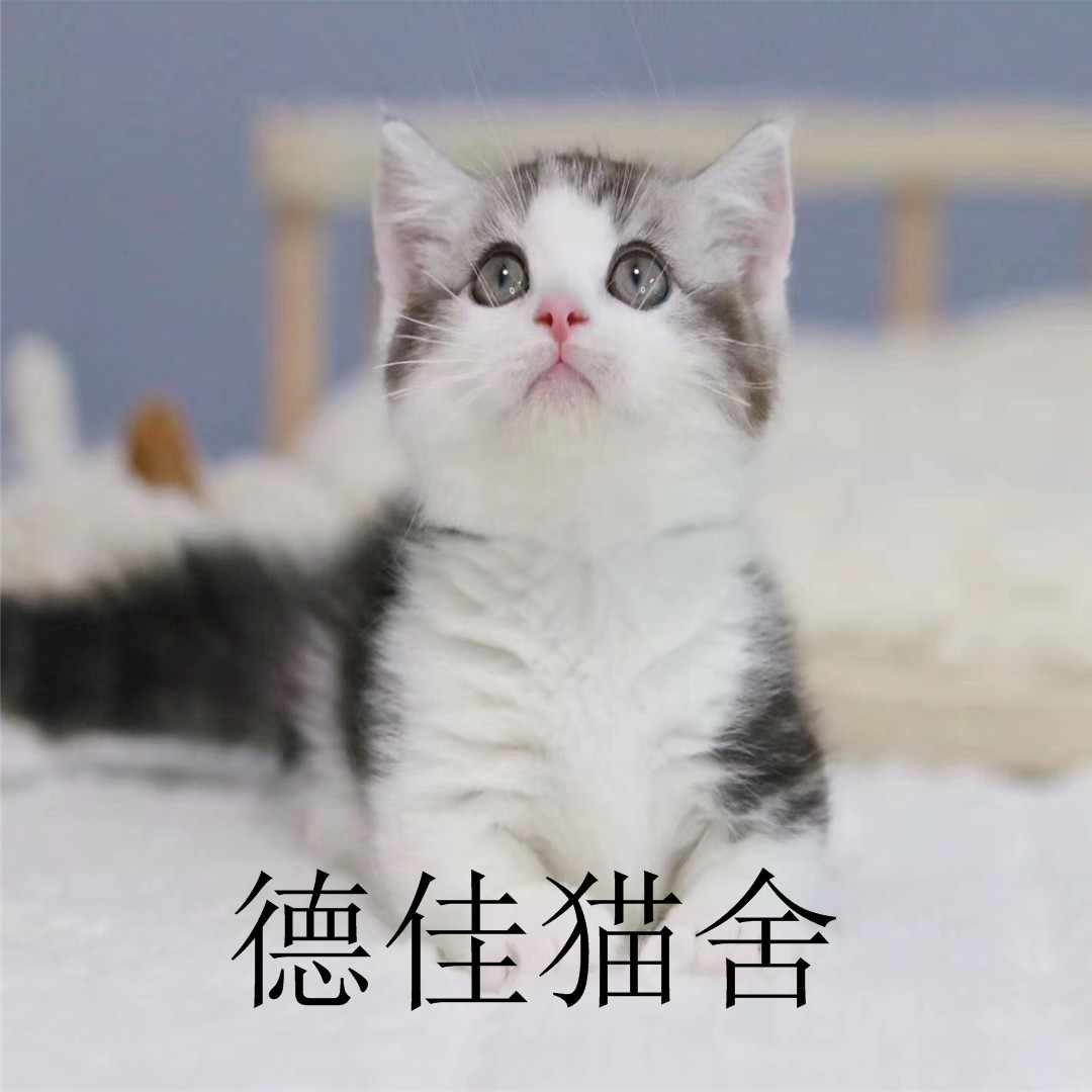 广州德佳猫舍出售美短加白 CFA认证猫舍