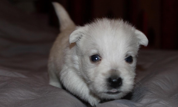 西高地白梗幼犬应该一天喂几次？
