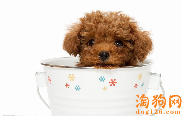 茶杯犬感冒了该怎么护理？