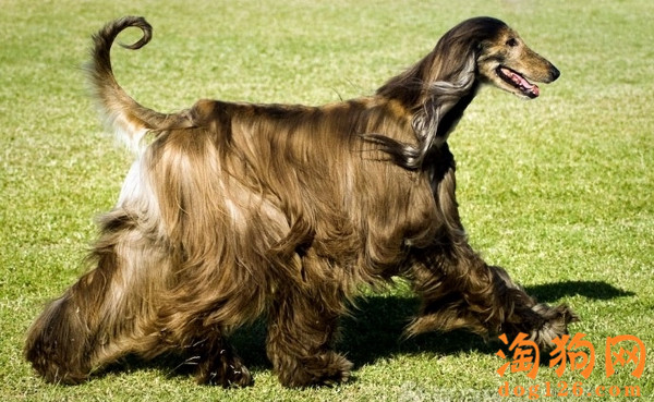 阿富汗犬吃什么对毛发好？