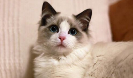 布偶猫一直打喷嚏是为什么？