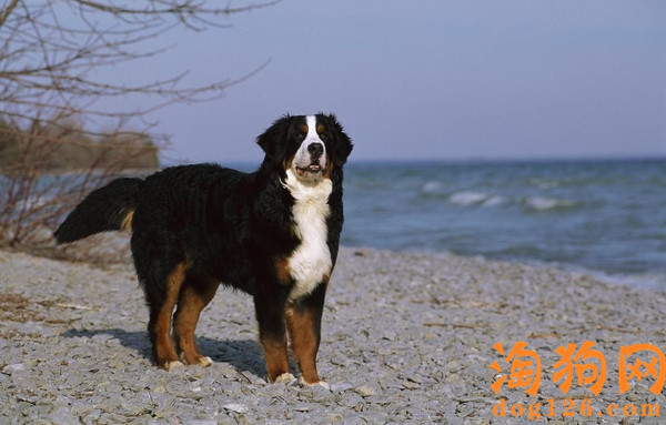 伯恩山犬常见的皮肤病是哪几种？