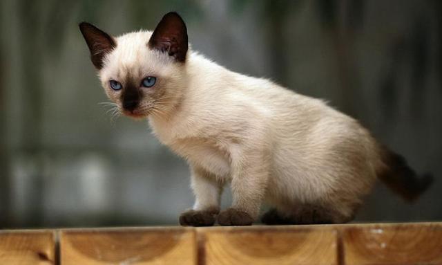 暹罗猫的泪痕很严重是什么原因导致的？